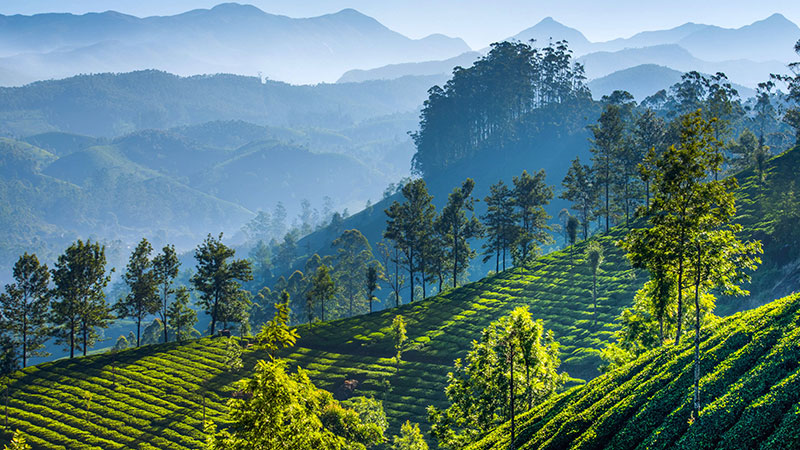 印度慕纳尔山区的茶园
