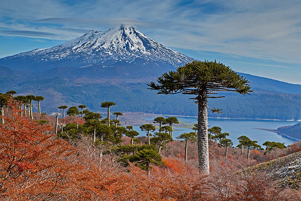亚伊马火山与前景中的智利南洋杉