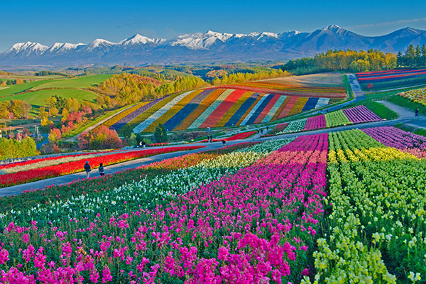 美瑛町的四季彩之丘