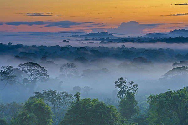 上弗洛雷斯塔附近晨雾中亚马逊雨林