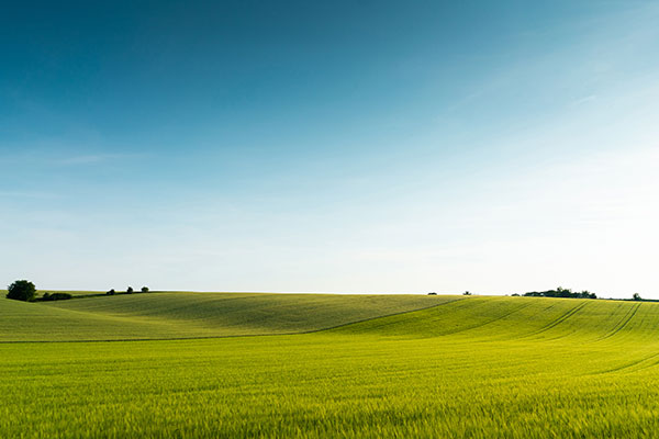 美丽的绿草地风景