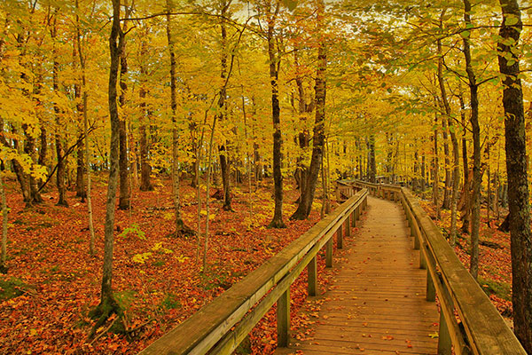 豪猪山荒野州立公园的秋天
