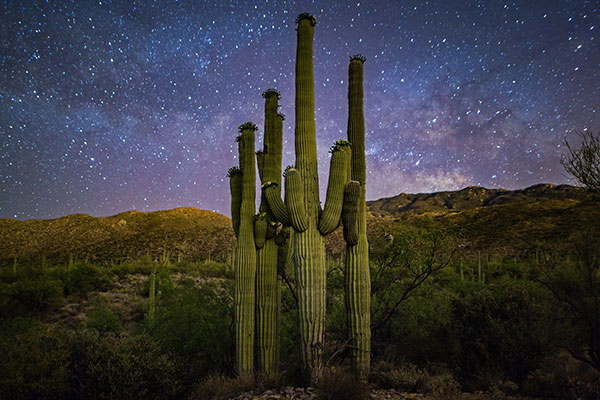星空下的仙人掌家族