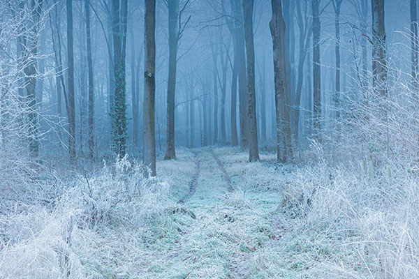 被白霜覆盖的山毛榉林