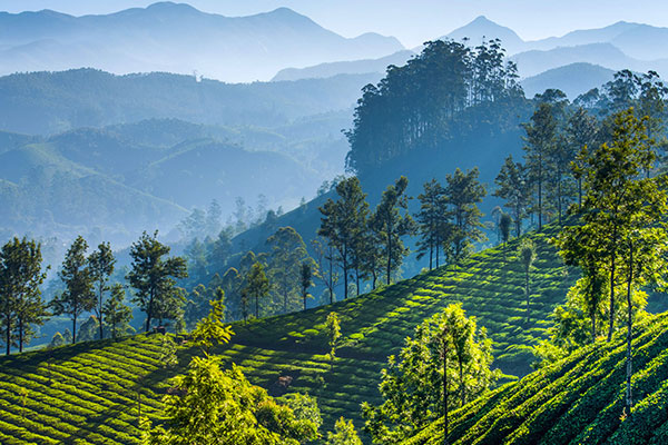 印度慕纳尔山区的茶园