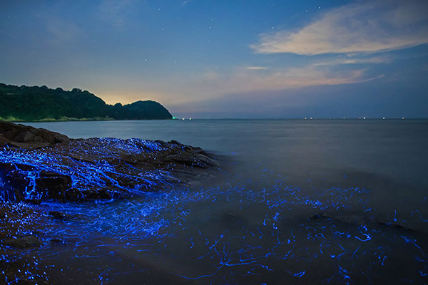 冈山沿岸的发光海洋萤火虫