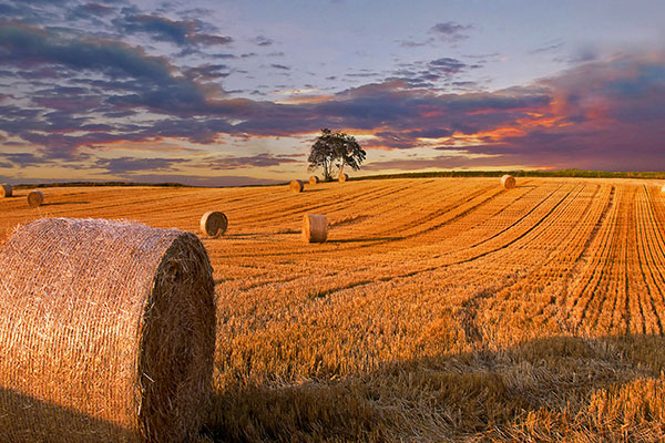 丹麦日德兰田里的干草捆