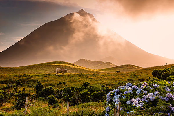 一头公牛站在皮库山前的田野中