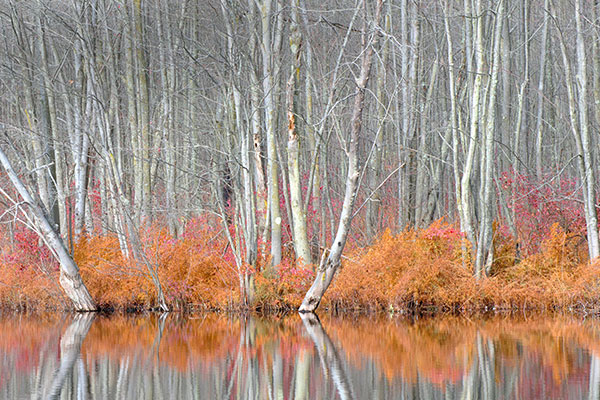 比弗湖自然中心内光秃秃的树