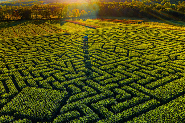 克林格尔农场的玉米田迷宫