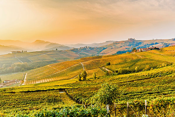 意大利皮埃蒙特巴罗洛葡萄园