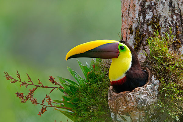 哥斯达黎加的栗嘴巨嘴鸟