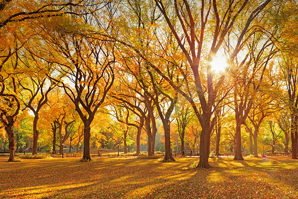 中央公园购物中心的榆树丛
