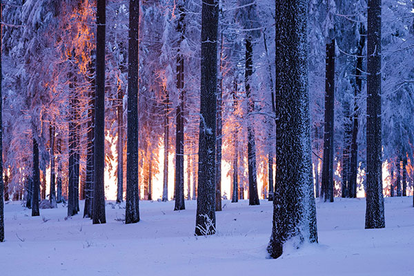 日落时分被雪覆盖的云杉林