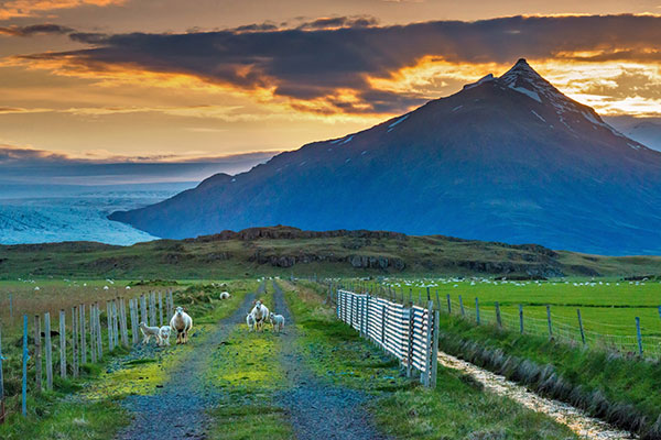 在公路上吃草的绵羊