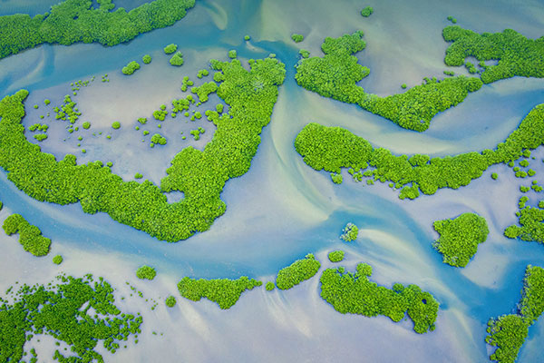 萨卢姆三角洲国家公园的红树林