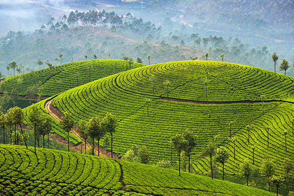 您喝的茶可能来自这里