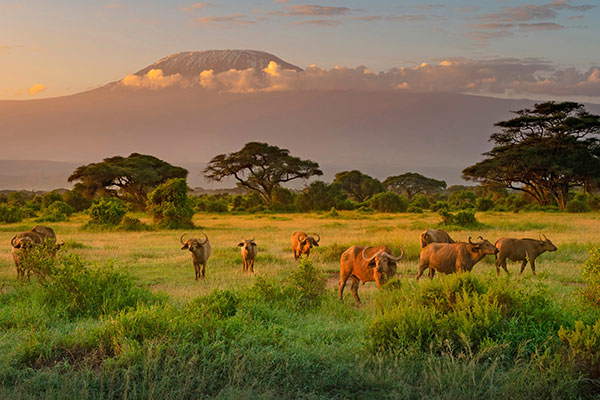 乞力马扎罗山和非洲水牛