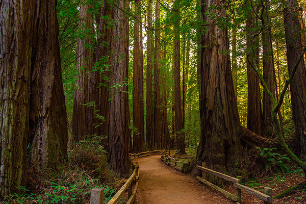 穆尔森林国家纪念碑