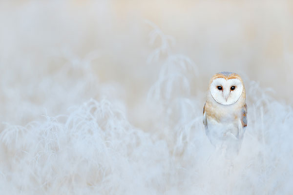 长着桃心形脸蛋的仓鸮