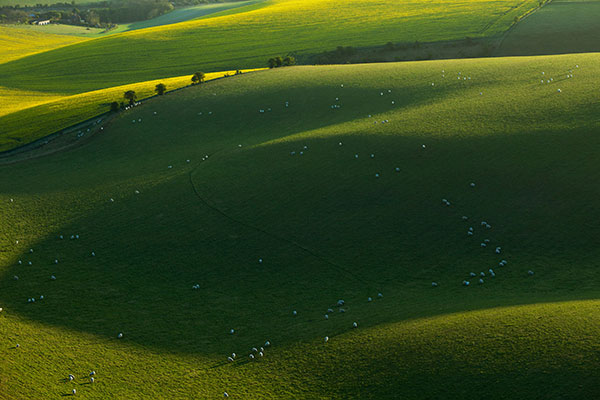 南唐斯国家公园波浪板起伏的绿丘