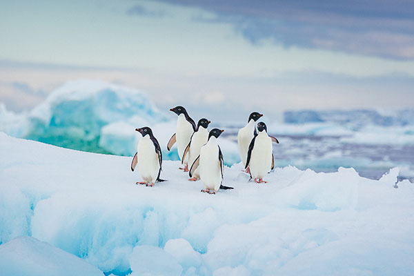 阿德利企鹅在浮冰上休闲放松