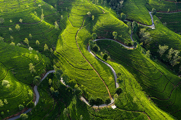 努沃勒埃利耶爱丁堡茶园