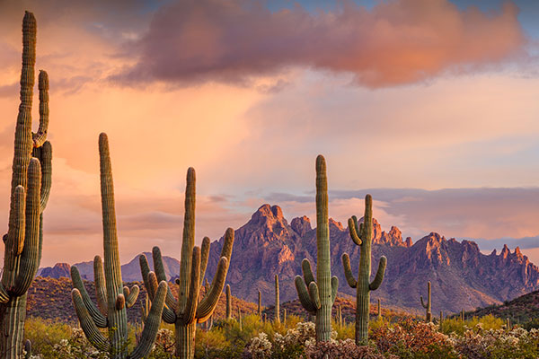 铁木森林国家纪念地巨人柱