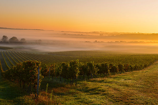 法国波尔多葡萄园的日出