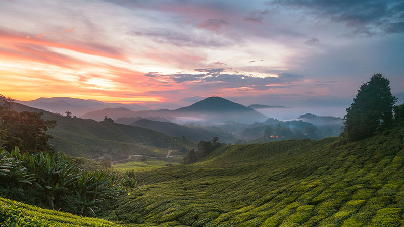 卡梅隆高地茶园充满茶香的一天