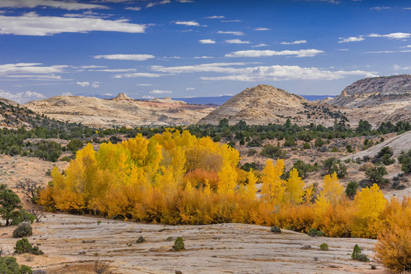 埃斯卡兰特国家纪念区中的棉白杨树