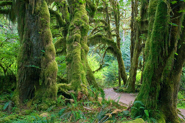 奥林匹克国家公园霍河雨林中的苔藓大厅