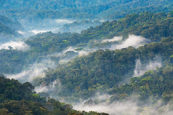 乌干达布恩迪国家公园