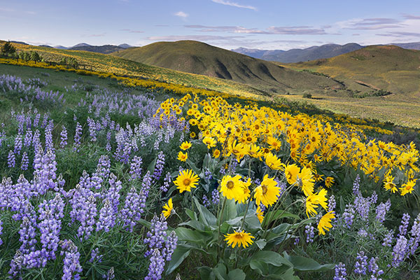 梅索谷香根和羽扇豆