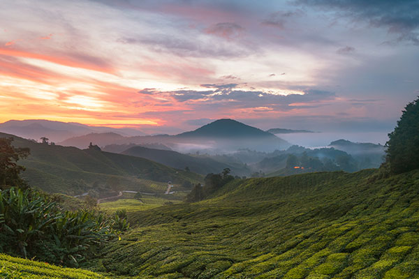 卡梅隆高地茶园充满茶香的一天