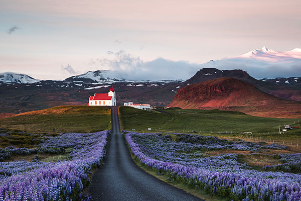 日出时的羽扇豆田和教堂