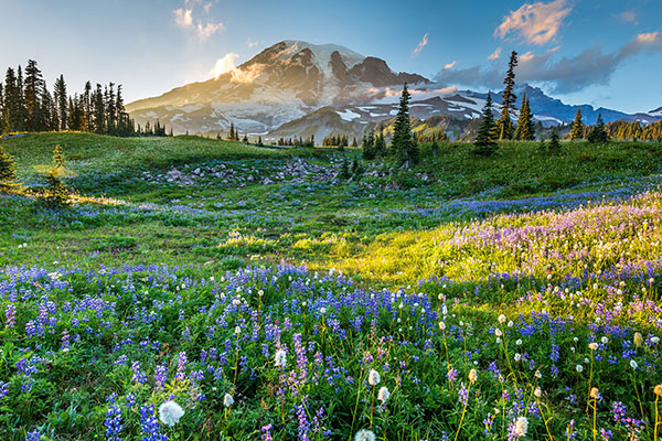 雷尼尔山国家公园的野花