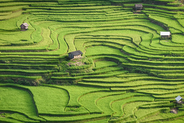 越南安沛省木仓寨的水稻梯田
