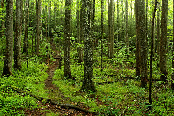 大烟山国家公园的森林小道