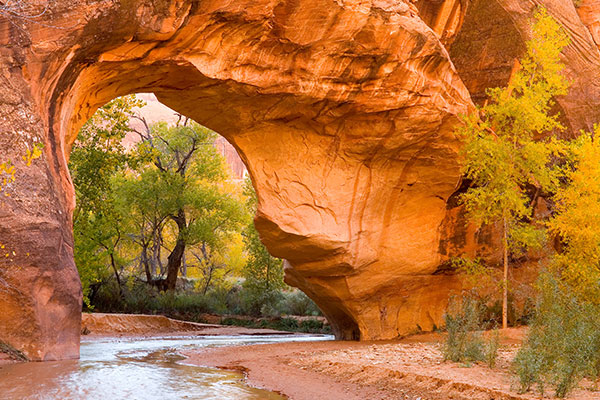 郊狼峡谷拱门中的白杨树