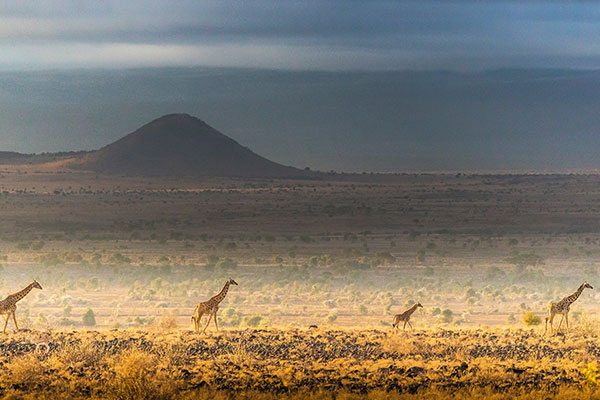 安波塞利国家公园马赛长颈鹿
