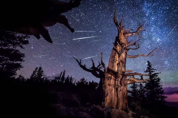 英仙座流星雨和一棵古老刺果松