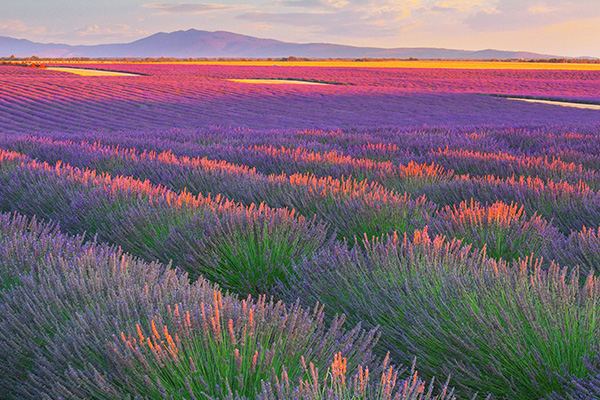瓦朗索勒高原的薰衣草田