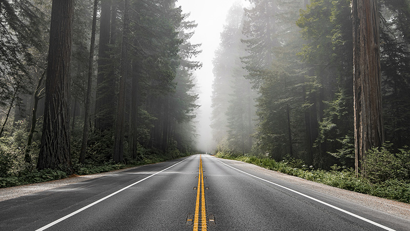 加利福尼亚州红木森林公园