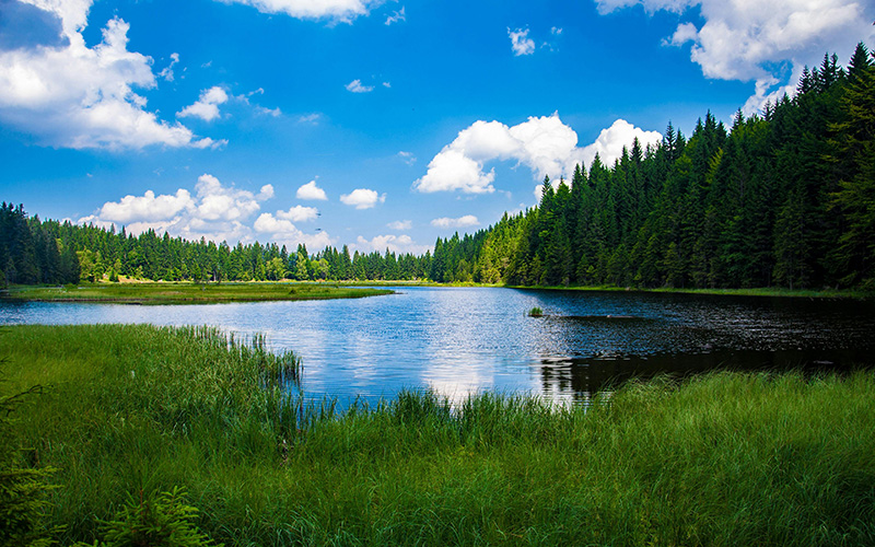 森林中湖泊的优美景色
