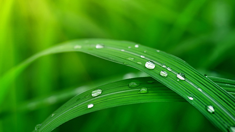 清晨雨后草叶上充满活力的水珠