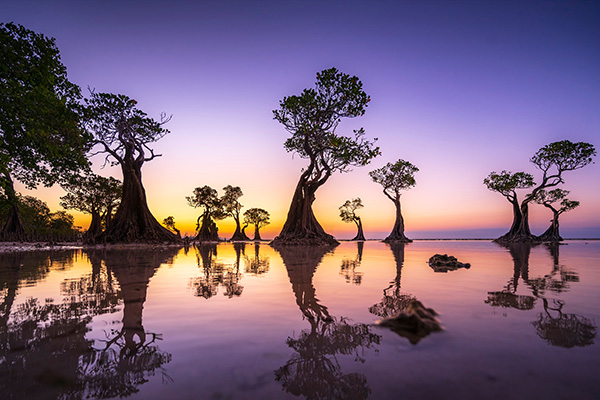 瓦拉基里海滩黄昏时的红树林