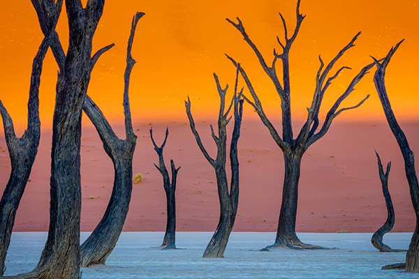 诺克卢福国家公园里的骆驼刺树