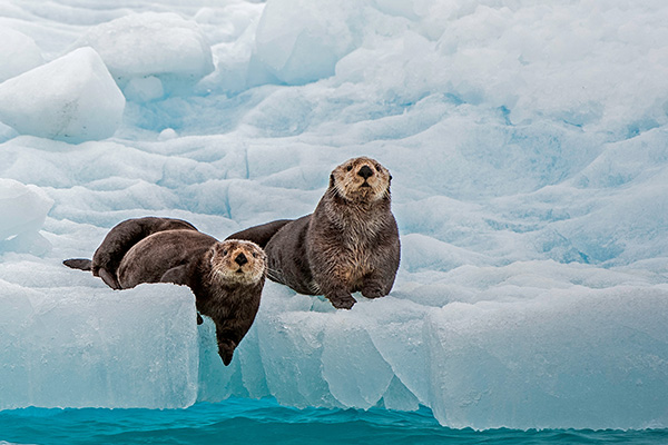 阿拉斯加州威廉王子湾