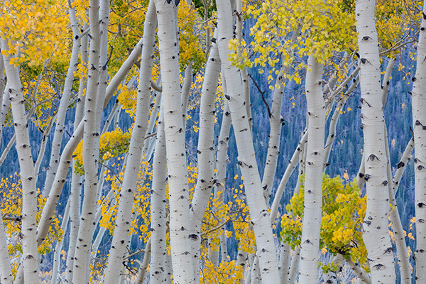 鱼湖国家森林秋日的白杨树